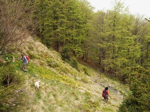 Foto La Izvoarele Crestei Cocosului (c) Petru Goja